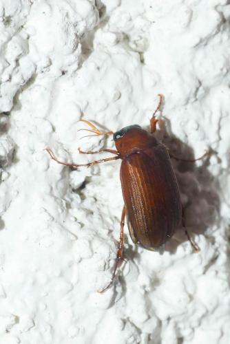 Serica brunnea